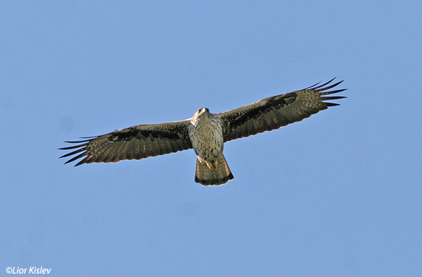 עיט ניצי Bonellis Eagle Hieraaetus fasciatus                                        גמלא, מרץ 2007